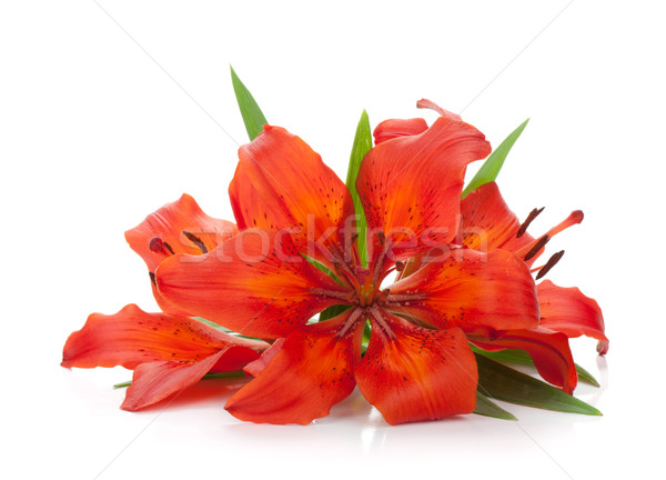 Three red lily Stock photo © karandaev