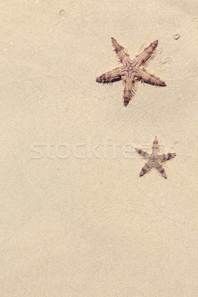 Seastars on the sand of the beach Stock photo © karandaev