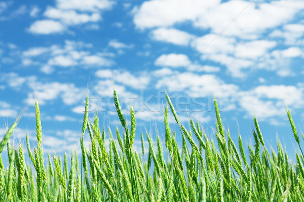 緑 麦畑 青空 晴れた 夏 日 ストックフォト © karandaev