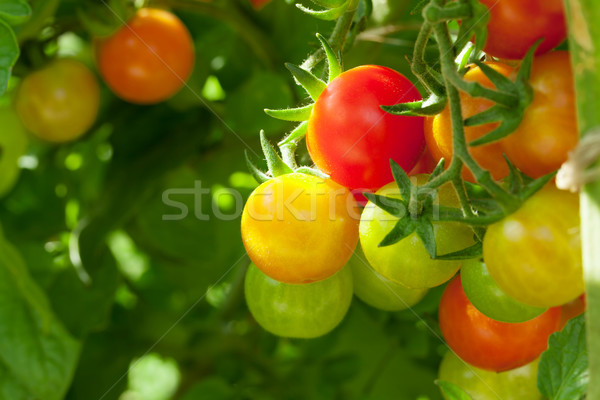 Homegrown cherry tomatoes Stock photo © karandaev