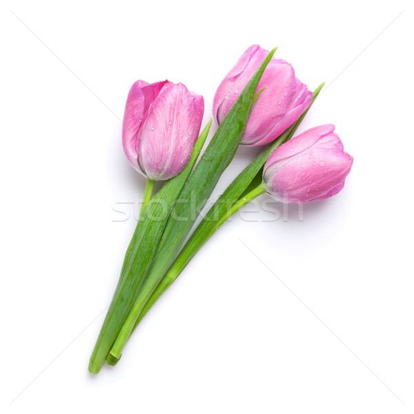 Foto stock: Frescos · rosa · tulipán · flores · ramo · aislado