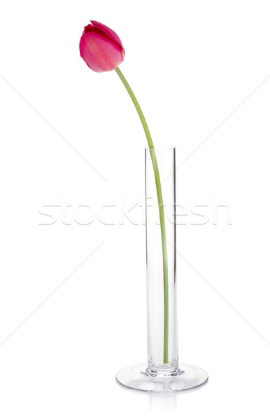 Red tulip in a glass vase Stock photo © karandaev