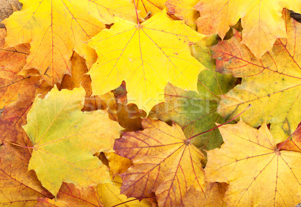 Colorful autumn maple leaves Stock photo © karandaev