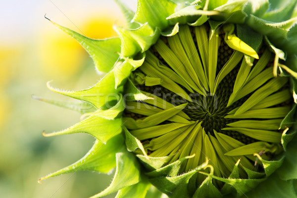 Young sunflower Stock photo © karandaev