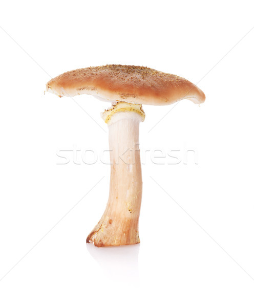 Autumn mushroom Stock photo © karandaev
