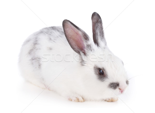 Сток-фото: небольшой · кролик · изолированный · белый · природы · фон