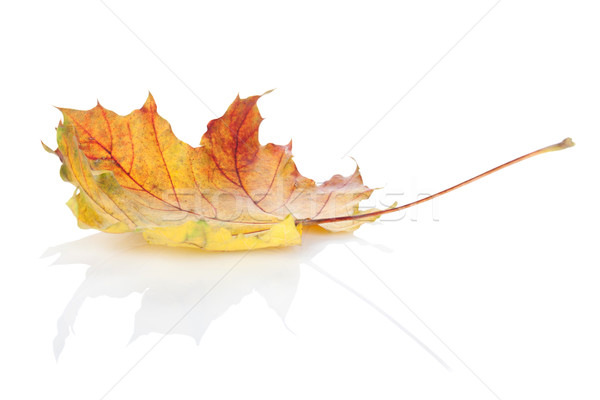 Colorful autumn maple leaf Stock photo © karandaev