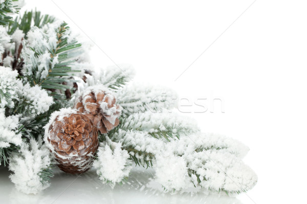 Zweig bedeckt Schnee isoliert weiß Stock foto © karandaev