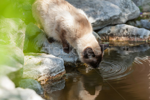 Foto stock: Gato · água · potável · natureza · jardim · lago · gatos