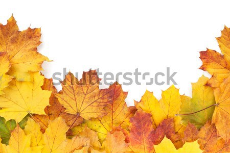 Coloré automne érable laisse cadre isolé [[stock_photo]] © karandaev