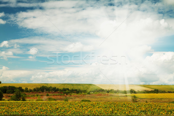 Sunflower field with sunny sky Stock photo © karandaev