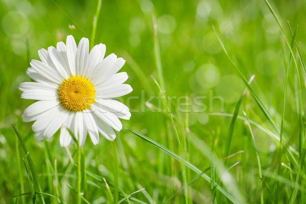 Kamille bloem grasveld zonnige zomer dag Stockfoto © karandaev