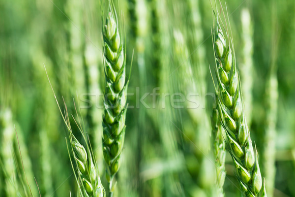 緑 麦畑 晴れた 夏 日 春 ストックフォト © karandaev