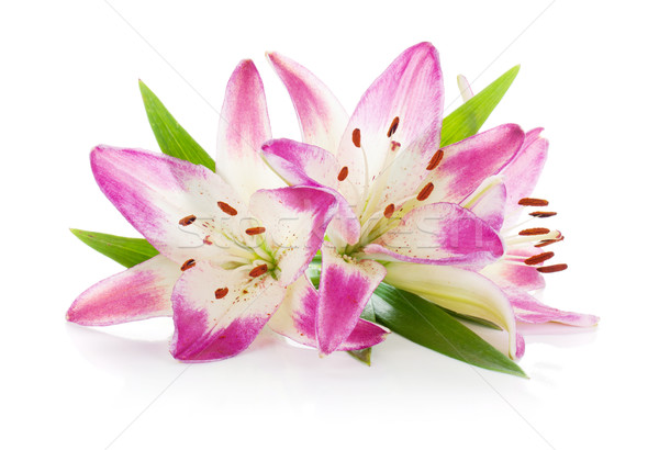 Foto stock: Três · rosa · lírio · isolado · branco · flor