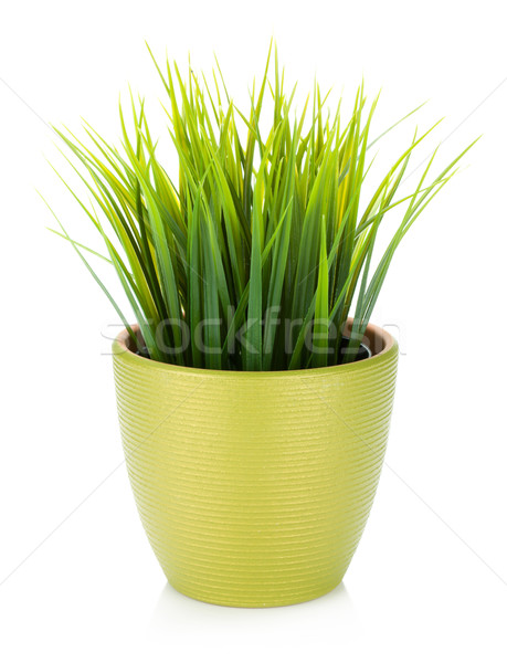商業照片: 裝飾的 · 草 · 花盆 · 孤立 · 白 · 春天