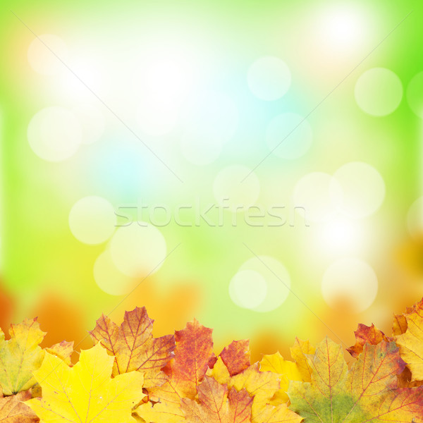 Outono bordo folhas ensolarado bokeh floresta Foto stock © karandaev
