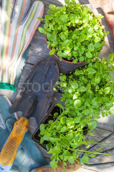 Tuingereedschap kiemplant tuin tabel top Stockfoto © karandaev