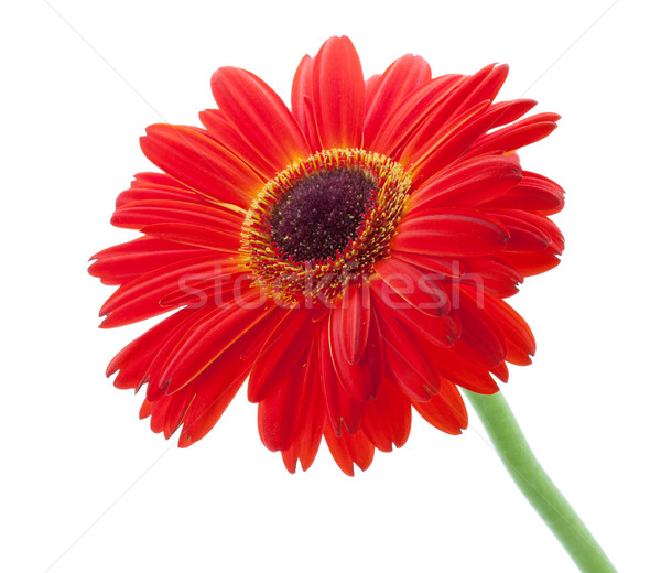 Red gerbera flower Stock photo © karandaev