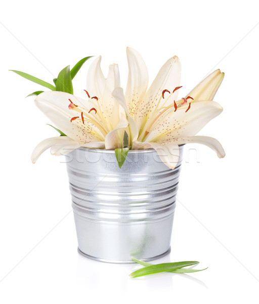 Foto stock: Branco · lírio · flores · balde · isolado · páscoa