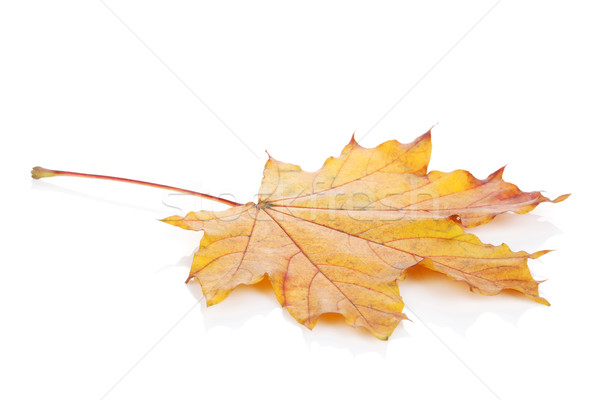 Colorido outono maple leaf isolado branco natureza Foto stock © karandaev