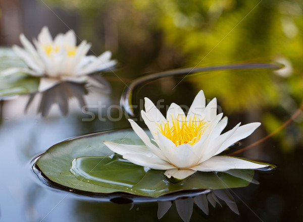 Water lily Stock photo © karandaev