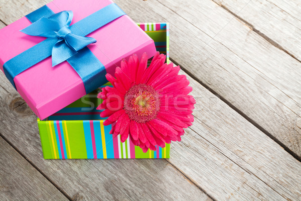 Purple gerbera flower in gift box Stock photo © karandaev