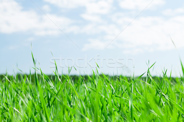 Groen gras veld blauwe hemel zonnige zomer dag Stockfoto © karandaev