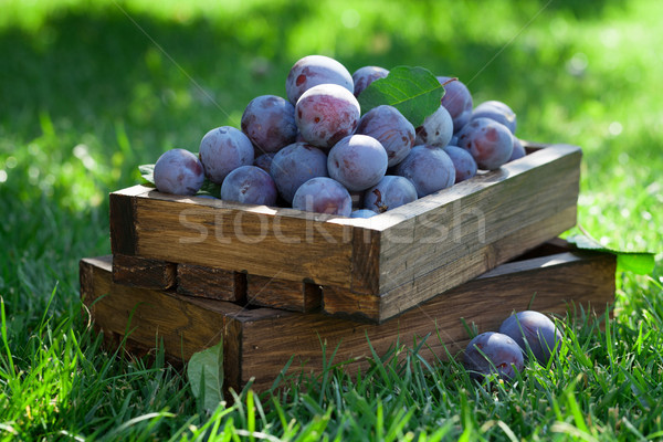 Foto d'archivio: Giardino · legno · finestra · sereno · frutta