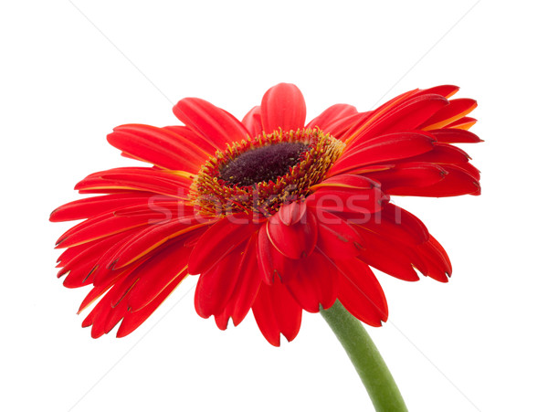 Stock photo: Red gerbera flower