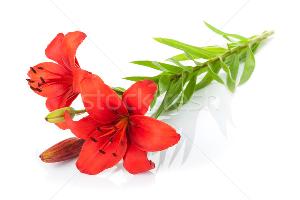 Red lily flower Stock photo © karandaev