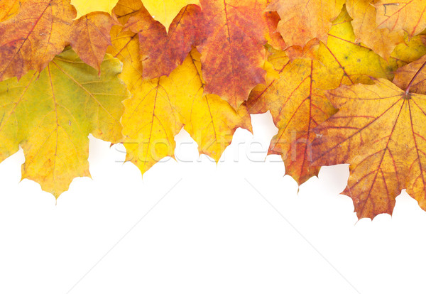 Foto stock: Colorido · outono · bordo · folhas · quadro · isolado