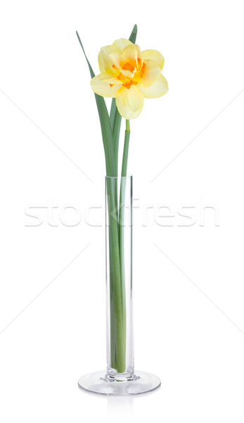 Stockfoto: Geel · narcis · vaas · geïsoleerd · witte · bloem