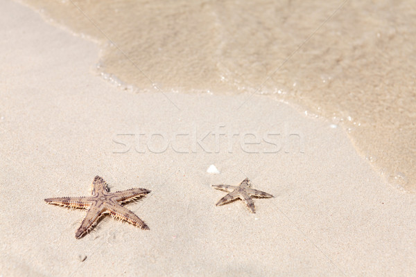 Seastars on the sand of the beach Stock photo © karandaev
