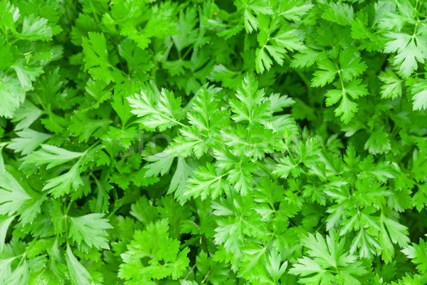 Zöld kert petrezselyem friss gyógynövény étel Stock fotó © karandaev