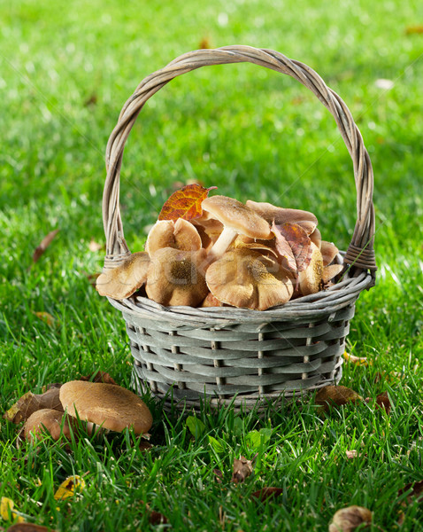 Autumn mushrooms Stock photo © karandaev