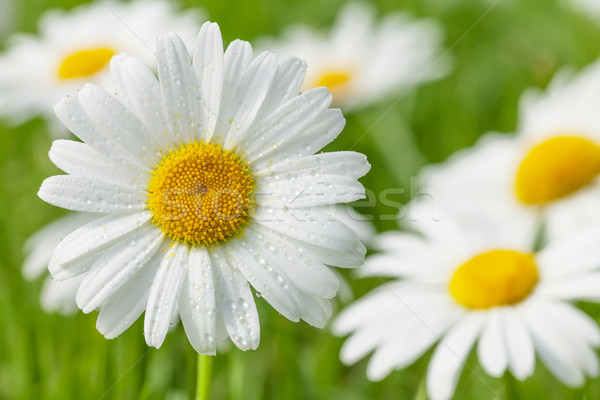 [[stock_photo]]: Camomille · fleurs · champ · d'herbe · ensoleillée · été · jour