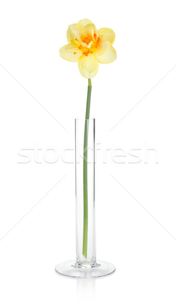 黃色 喇叭水仙 花瓶 孤立 白 春天 商業照片 © karandaev
