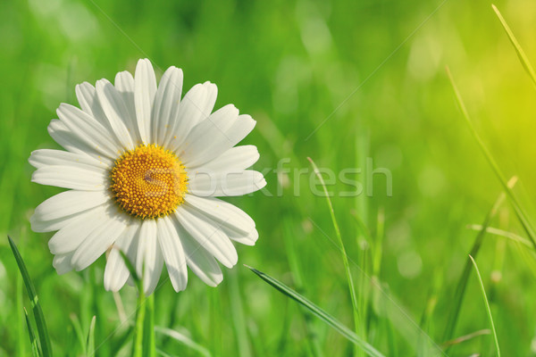 çiçek çim alanı güneşli yaz gün Stok fotoğraf © karandaev