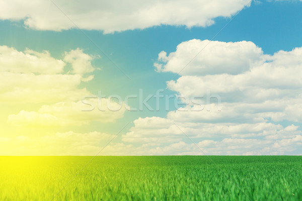 Groen gras veld blauwe hemel wolken zomer landschap Stockfoto © karandaev