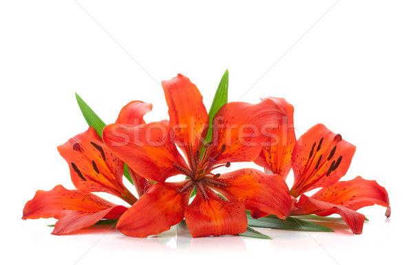Stock fotó: Három · piros · liliom · izolált · fehér · virág