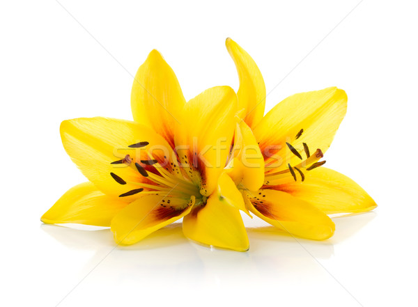 Dos amarillo Lily aislado blanco flor Foto stock © karandaev