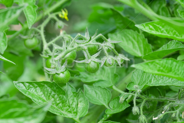 Stok fotoğraf: Kiraz · domates · bahçe · gıda · yaz · yeşil · domates