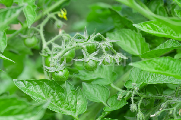 Stock foto: Kirschtomaten · Garten · Essen · Sommer · grünen · Tomaten