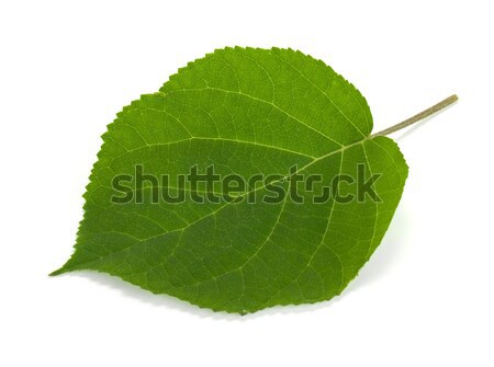 Foglia verde isolato bianco natura foglia bellezza Foto d'archivio © karandaev