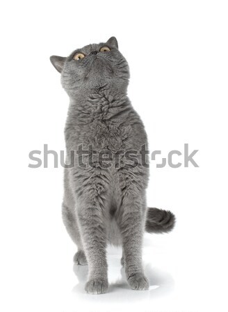 Foto d'archivio: Gatto · grigio · isolato · bianco · occhi · ritratto