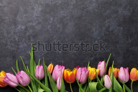 Fresh colorful tulip flowers Stock photo © karandaev