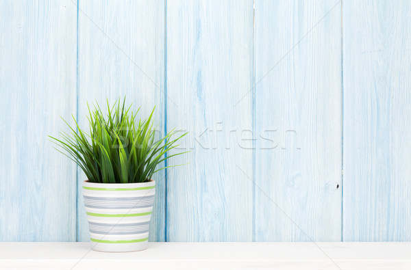 Potted plant on shelf Stock photo © karandaev