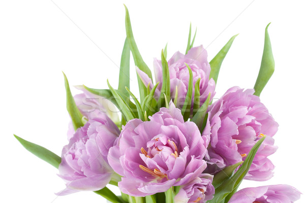 Rosa tulipanes ramo aislado blanco amor Foto stock © karandaev