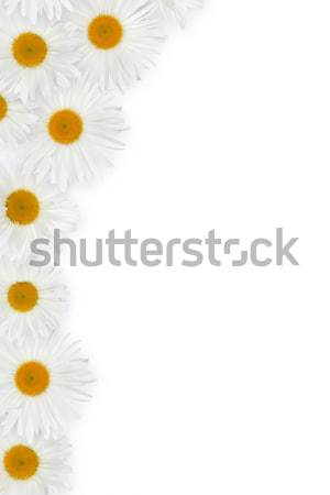 Chamomile flower decor Stock photo © karandaev