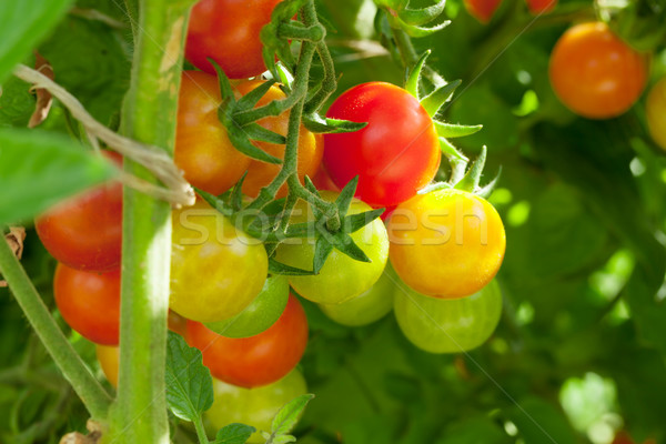 помидоры черри саду природы фон зеленый фермы Сток-фото © karandaev